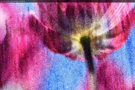 376476e3 Michael Ruoff - tulip phantasy - Annahme