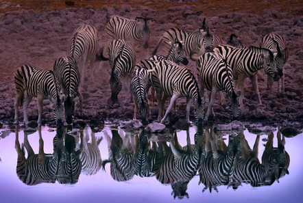 Ullrich Jonas - Photoclub Reutlingen e.V. - Zebras - Etosha-Nationalpark, Namibia - Annahme
