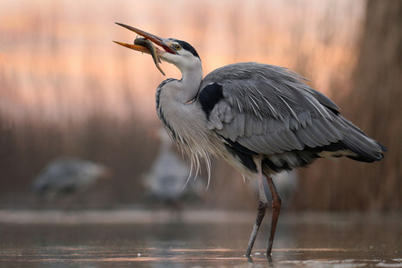 Nagy Lajos - Direktmitglied Baden-Württemberg - Grey heron with fish - Urkunde