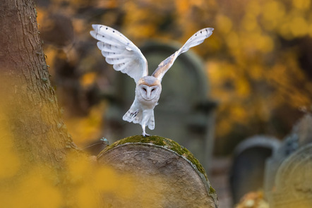 Krüger Johnny - Laupheimer Fotokreis e.V. - Schleiereule im herbstlichen Friedhof - Annahme