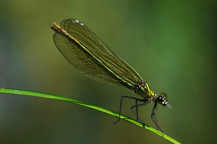 Schiffbauer Heide - Fotoclub Sinsheim - Prachtlibelle - Annahme