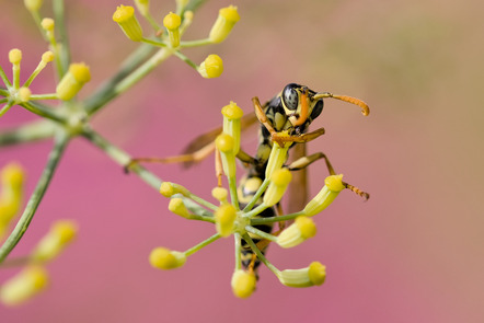 Arlt Niklas - Fotoclub Obersulm e.V. - Wespe vor Gelb-Rosa - Annahme