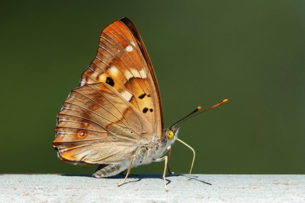 Schiffbauer Heide - Fotoclub Sinsheim - Kleiner  Schillerfalter - Annahme