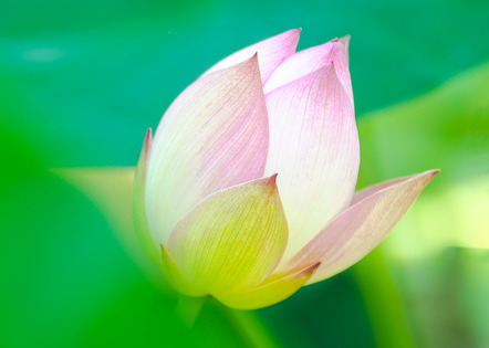 Reinhardt Gunter - Fotoclub Ludwigsburg e.V. - Lotusblüte - Annahme