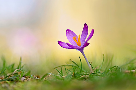 Wilhelm Jan - Fotoclub Sinsheim - Frühlingsfarben (Focus Stacking) - Annahme