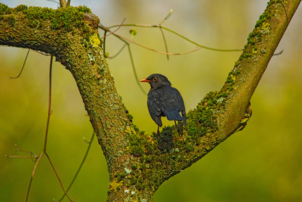 Rubel-Müller Renate - Fotoclub Sinsheim - Amsel - Annahme