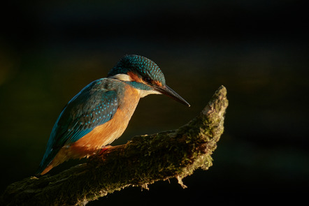 Seibt Kurt - Fotoclub Sinsheim - Eisvogel - Annahme