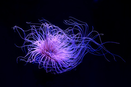 Otto Rainer - Photoclub Reutlingen e.V. - Seeanemone - Annahme