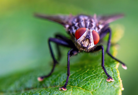 König Peter - fotoclub filderstadt e.V. - Fliege - Annahme