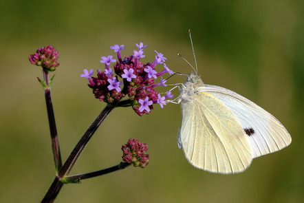 BL 3 - H. Bieser - Schmetterling - Annahme